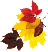 Autumn Leaves