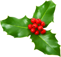 Holly