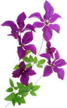 Clematis