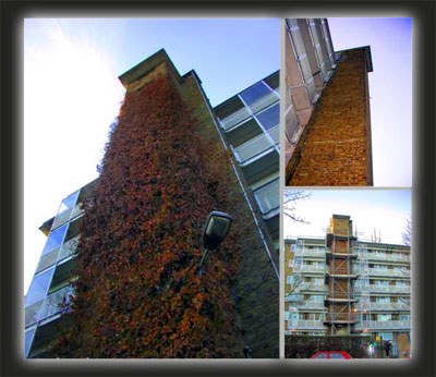Ivy Eradication