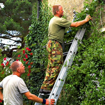 Ivy Removal