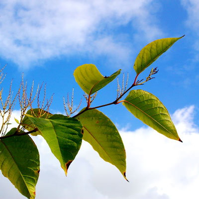 Japanese Knotweed
