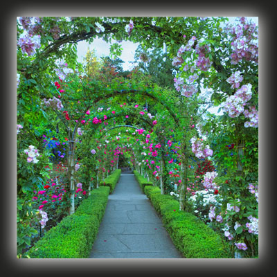 Climbers on a pergola